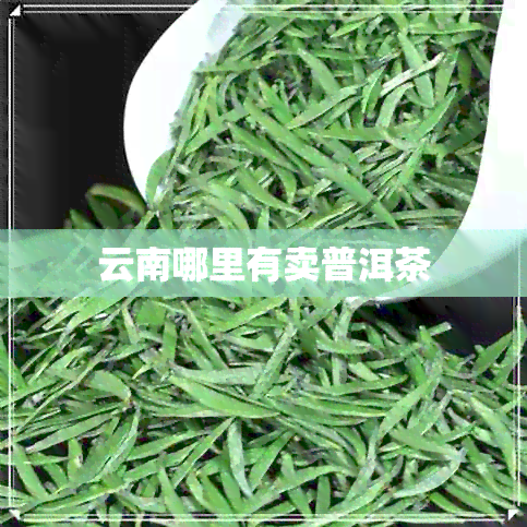 云南哪里有卖普洱茶