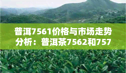 普洱7561价格与市场走势分析：普洱茶7562和7576价值探讨