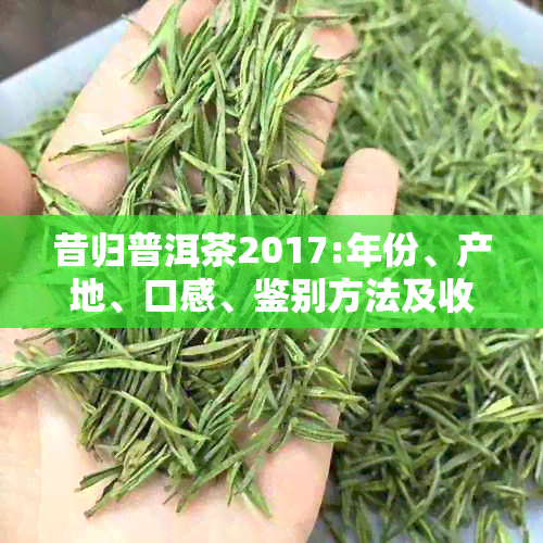 昔归普洱茶2017:年份、产地、口感、鉴别方法及收藏价值全方位解析