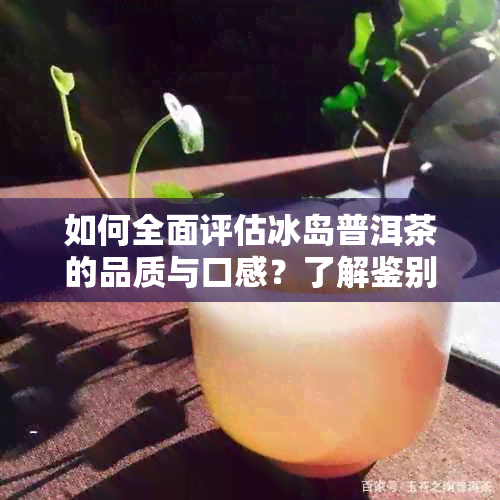 如何全面评估冰岛普洱茶的品质与口感？了解鉴别方法与购买建议