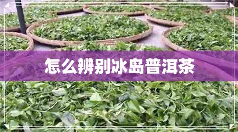 怎么辨别冰岛普洱茶