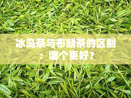 冰岛茶与布朗茶的区别：哪个更好？