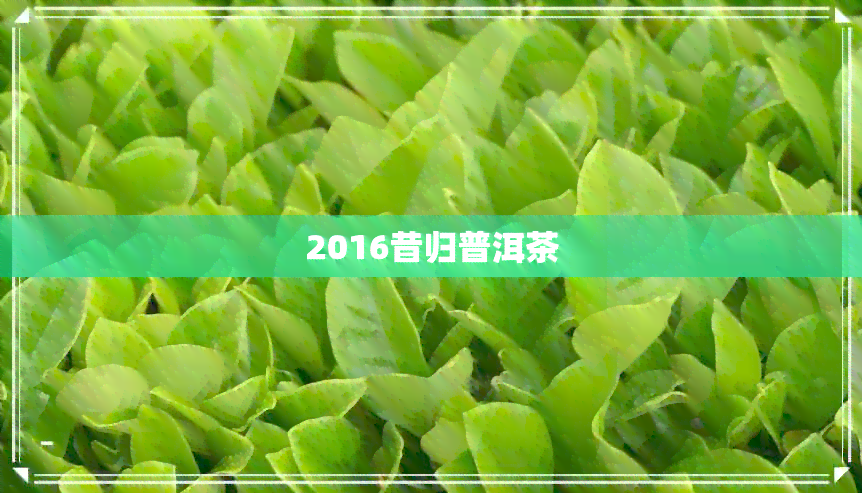 2016昔归普洱茶