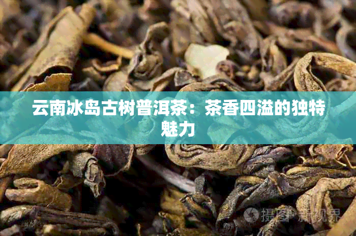 云南冰岛古树普洱茶：茶香四溢的独特魅力