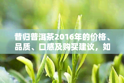 昔归普洱茶2016年的价格、品质、口感及购买建议，如何挑选和鉴别？