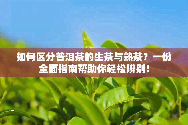 如何区分普洱茶的生茶与熟茶？一份全面指南帮助你轻松辨别！