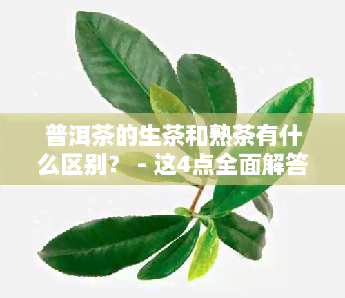 普洱茶的生茶和熟茶有什么区别？ - 这4点全面解答，同时揭秘功效。