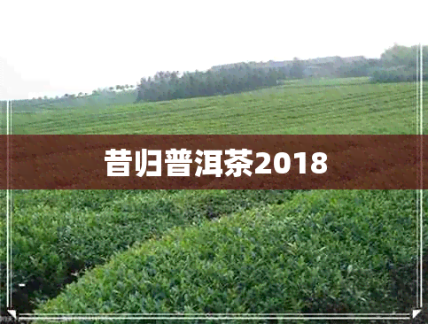 昔归普洱茶2018