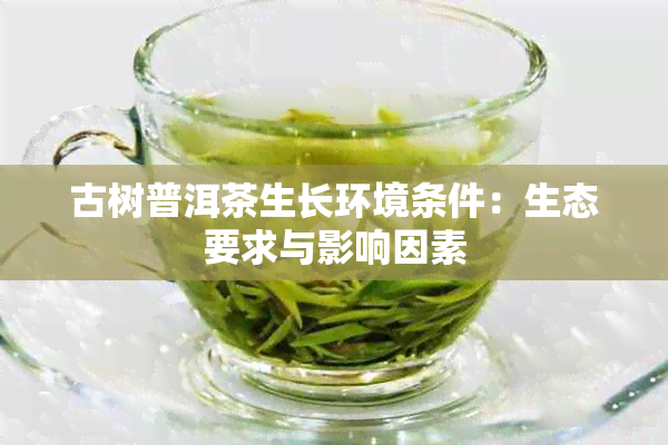 古树普洱茶生长环境条件：生态要求与影响因素