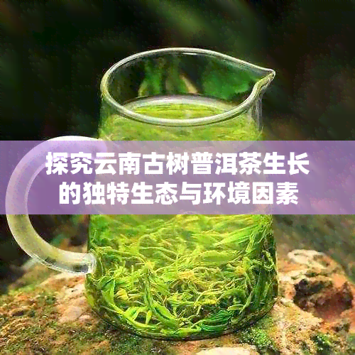 探究云南古树普洱茶生长的独特生态与环境因素