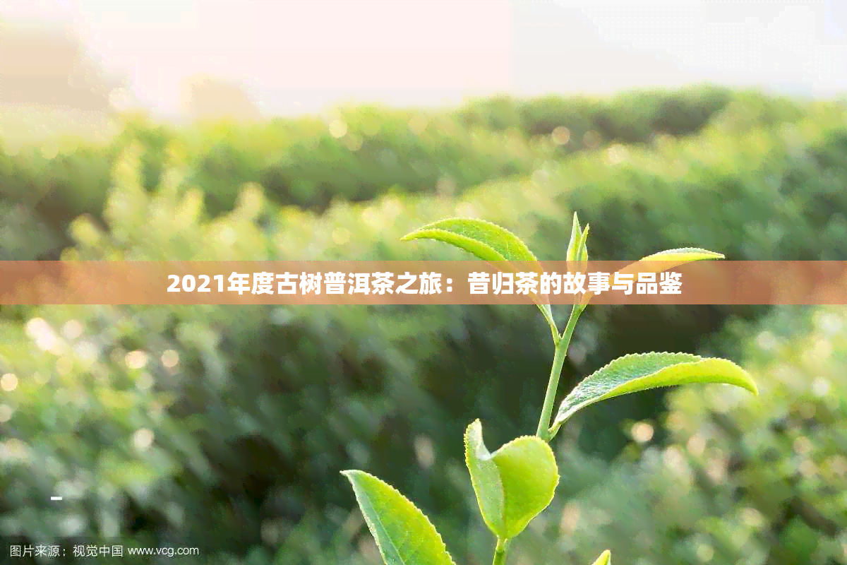 2021年度古树普洱茶之旅：昔归茶的故事与品鉴