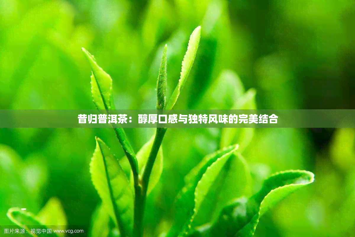 昔归普洱茶：醇厚口感与独特风味的完美结合