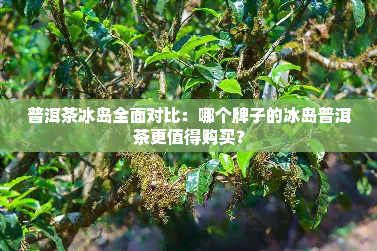 普洱茶冰岛全面对比：哪个牌子的冰岛普洱茶更值得购买？