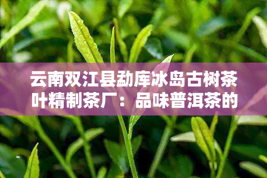 云南双江县勐库冰岛古树茶叶精制茶厂：品味普洱茶的冰岛之美