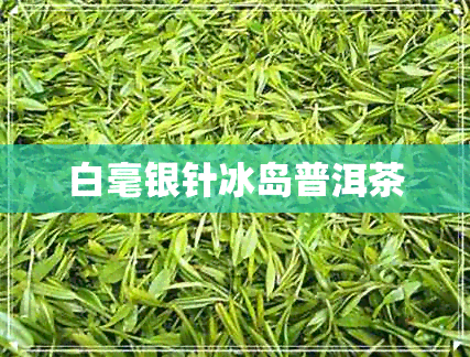 白毫银针冰岛普洱茶