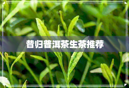 昔归普洱茶生茶推荐