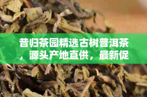 昔归茶园精选古树普洱茶，源头产地直供，最新促销活动进行中