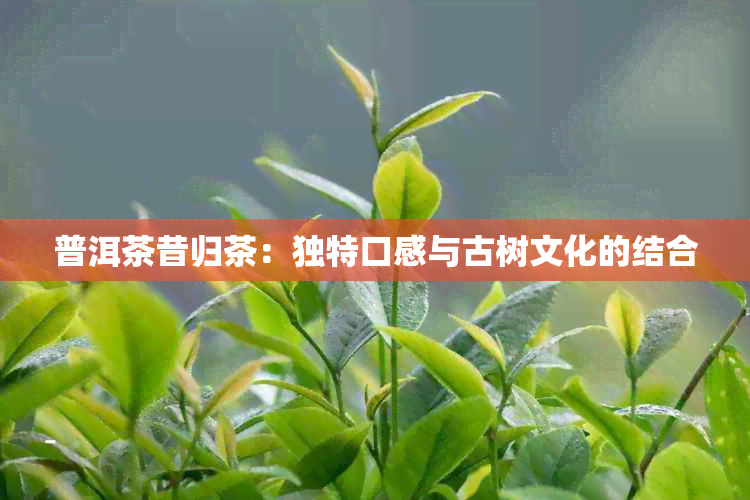 普洱茶昔归茶：独特口感与古树文化的结合