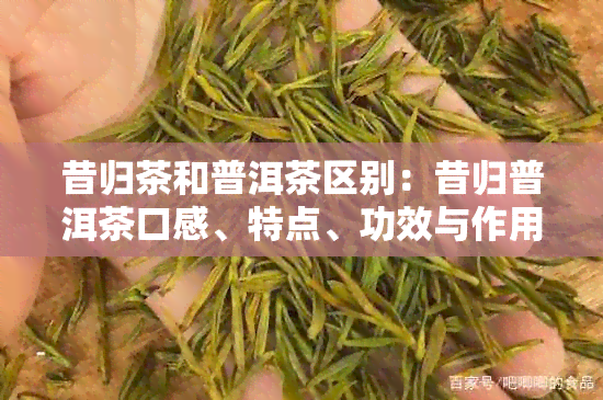 昔归茶和普洱茶区别：昔归普洱茶口感、特点、功效与作用完整解析