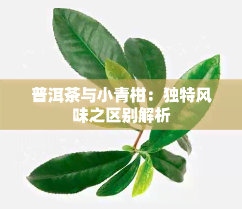 普洱茶与小青柑：独特风味之区别解析