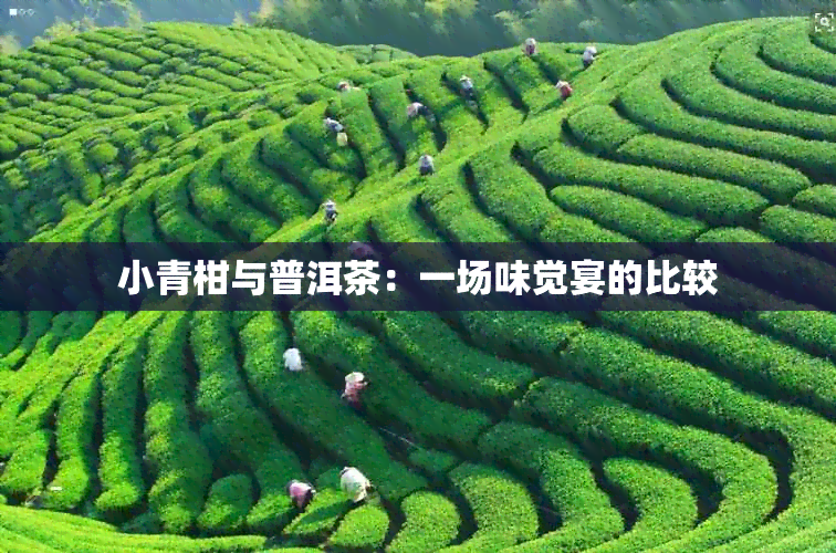 小青柑与普洱茶：一场味觉宴的比较