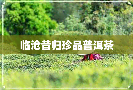 临沧昔归珍品普洱茶