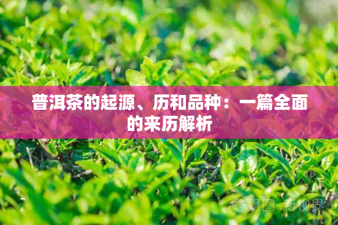 普洱茶的起源、历和品种：一篇全面的来历解析