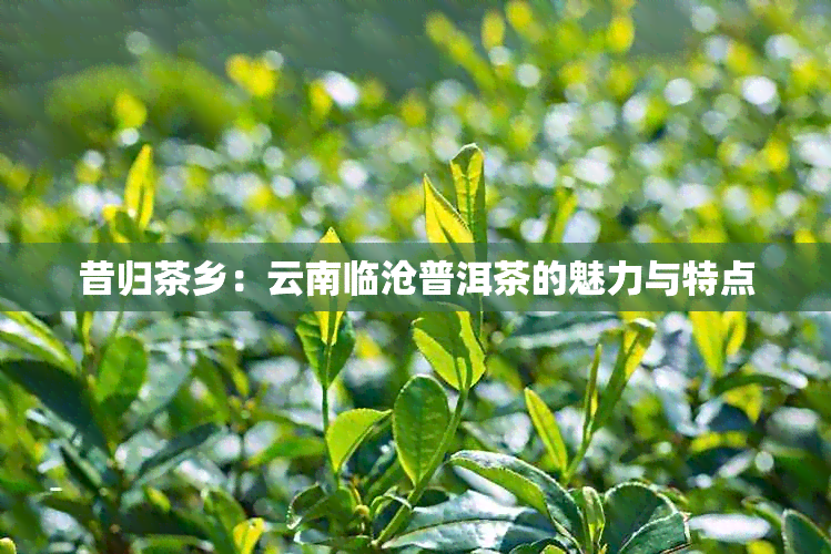 昔归茶乡：云南临沧普洱茶的魅力与特点