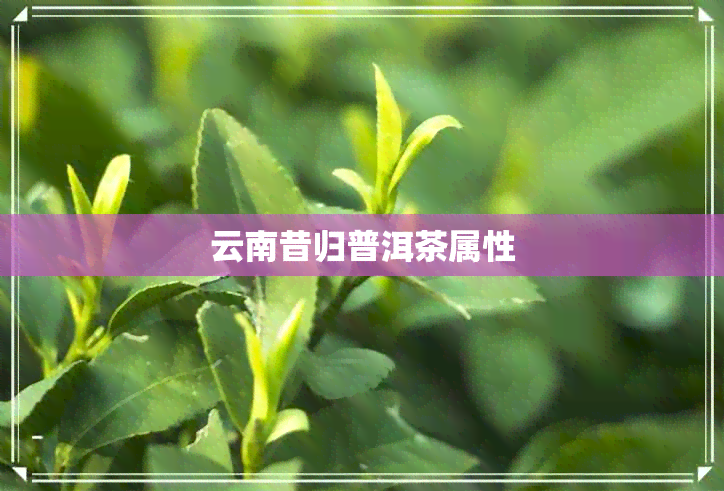 云南昔归普洱茶属性