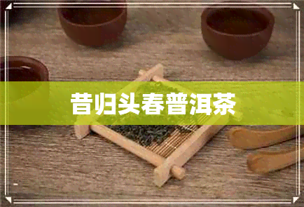 昔归头春普洱茶