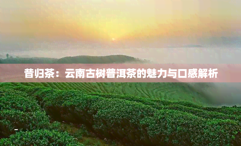 昔归茶：云南古树普洱茶的魅力与口感解析