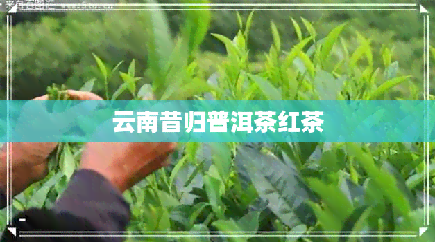 云南昔归普洱茶红茶