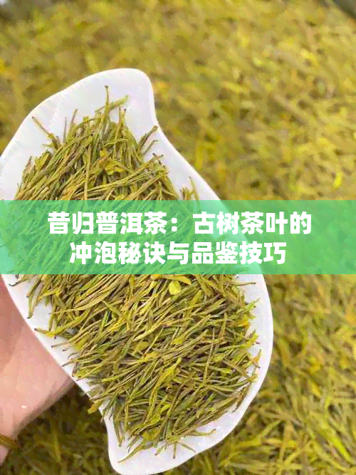 昔归普洱茶：古树茶叶的冲泡秘诀与品鉴技巧