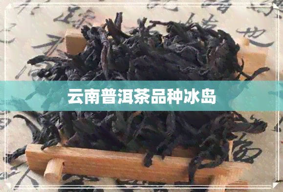 云南普洱茶品种冰岛