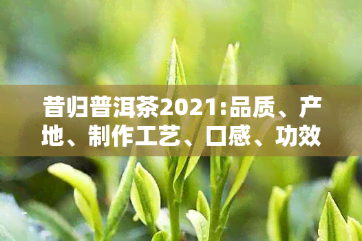 昔归普洱茶2021:品质、产地、制作工艺、口感、功效与冲泡方法全面解析