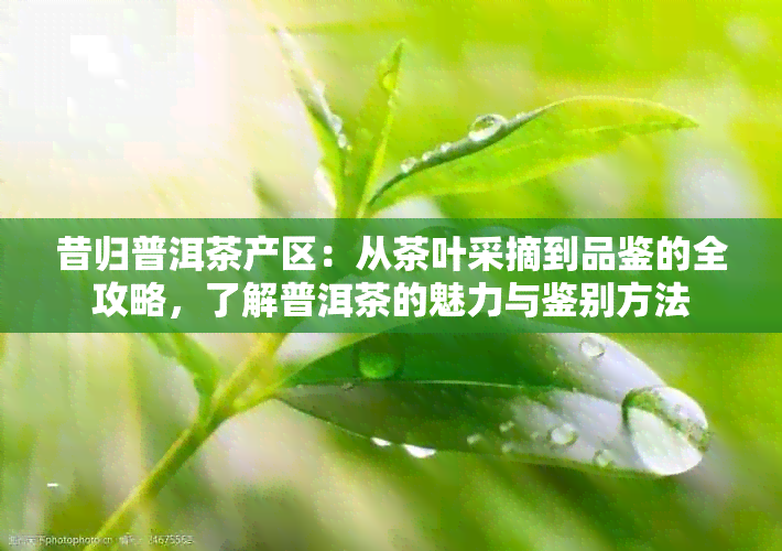 昔归普洱茶产区：从茶叶采摘到品鉴的全攻略，了解普洱茶的魅力与鉴别方法