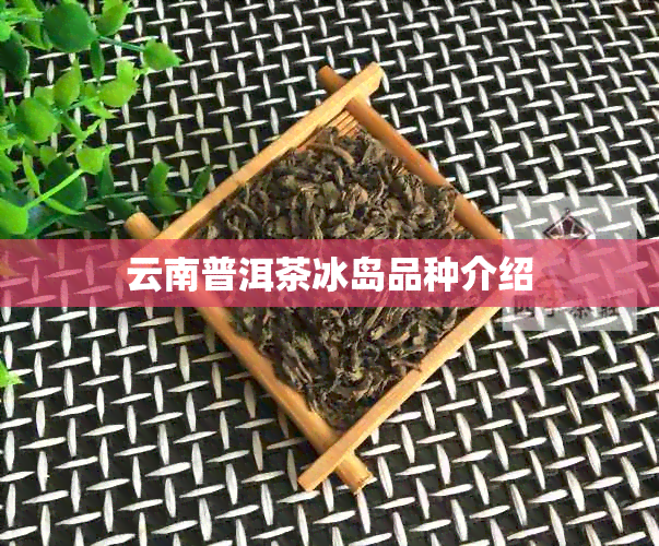 云南普洱茶冰岛品种介绍