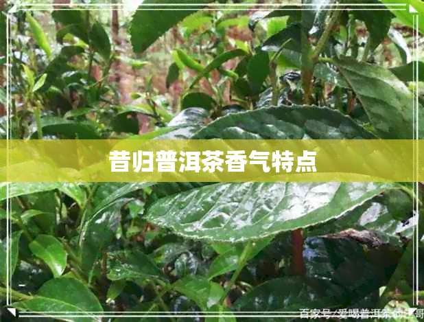 昔归普洱茶香气特点