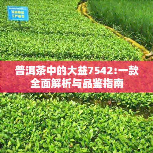 普洱茶中的大益7542:一款全面解析与品鉴指南