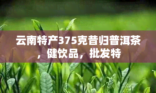 云南特产375克昔归普洱茶，健饮品，批发特