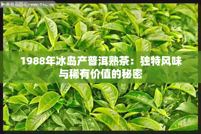 1988年冰岛产普洱熟茶：独特风味与稀有价值的秘密