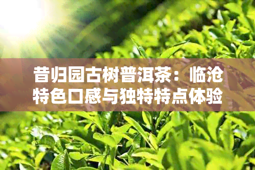 昔归园古树普洱茶：临沧特色口感与独特特点体验，是否值得购买？