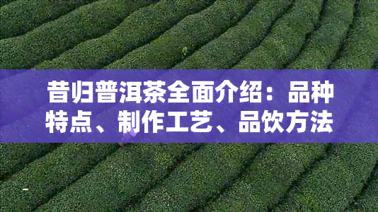 昔归普洱茶全面介绍：品种特点、制作工艺、品饮方法与购买注意事项