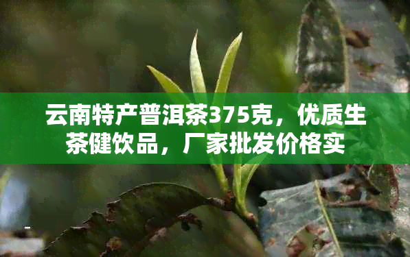 云南特产普洱茶375克，优质生茶健饮品，厂家批发价格实