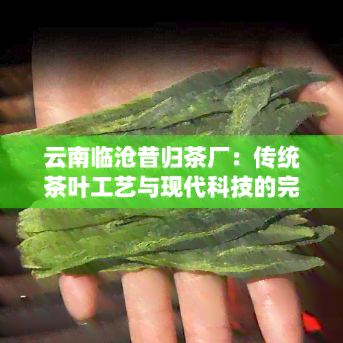 云南临沧昔归茶厂：传统茶叶工艺与现代科技的完美融合