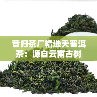 昔归茶厂精选天普洱茶：源自云南古树，平台热销