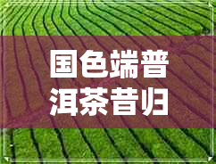 国色端普洱茶昔归