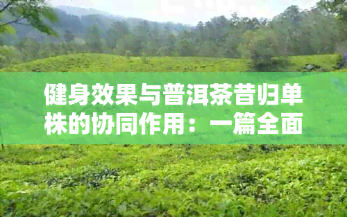 健身效果与普洱茶昔归单株的协同作用：一篇全面的探索与解析