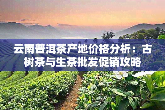 云南普洱茶产地价格分析：古树茶与生茶批发促销攻略