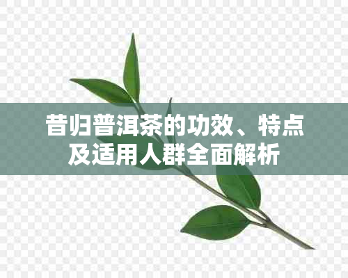 昔归普洱茶的功效、特点及适用人群全面解析